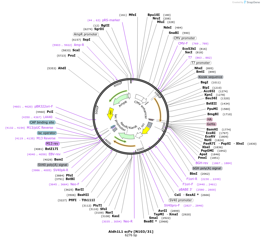 190522-plasmid-map-sequence-id-376409