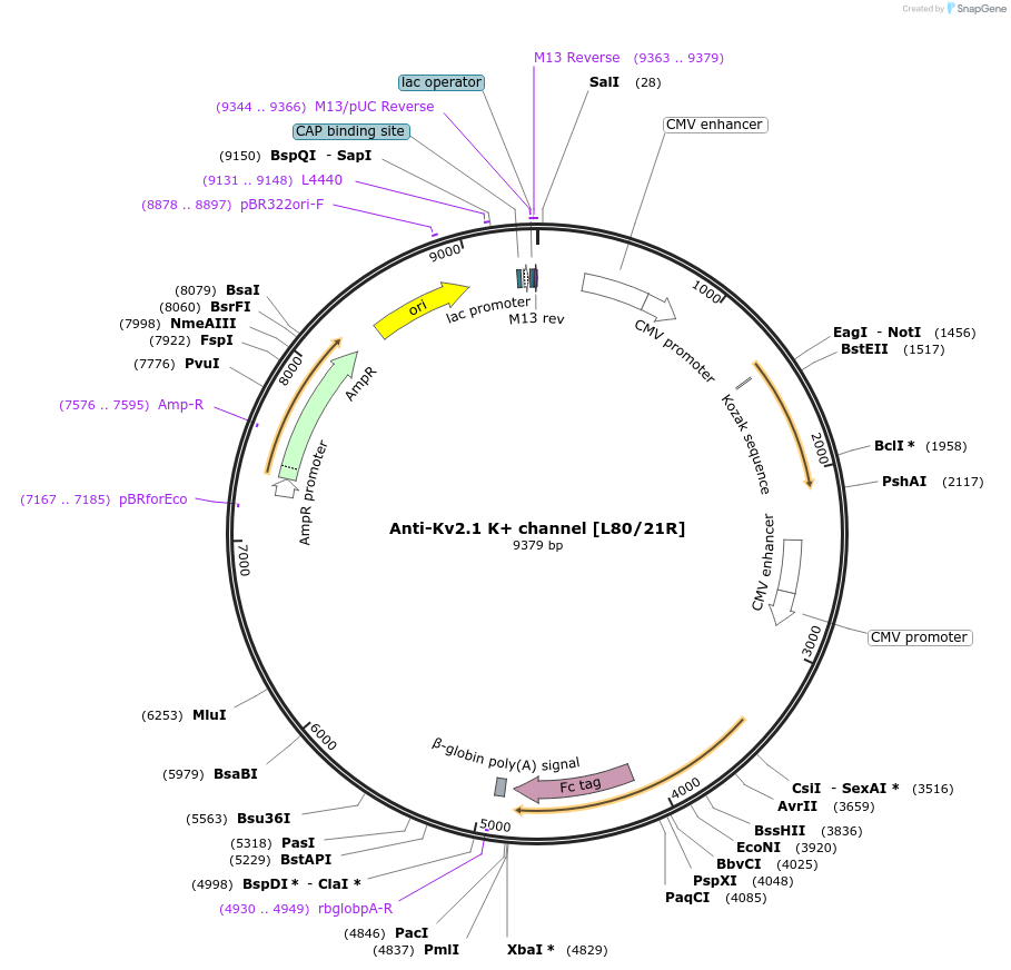 188227-plasmid-map-sequence-id-376411