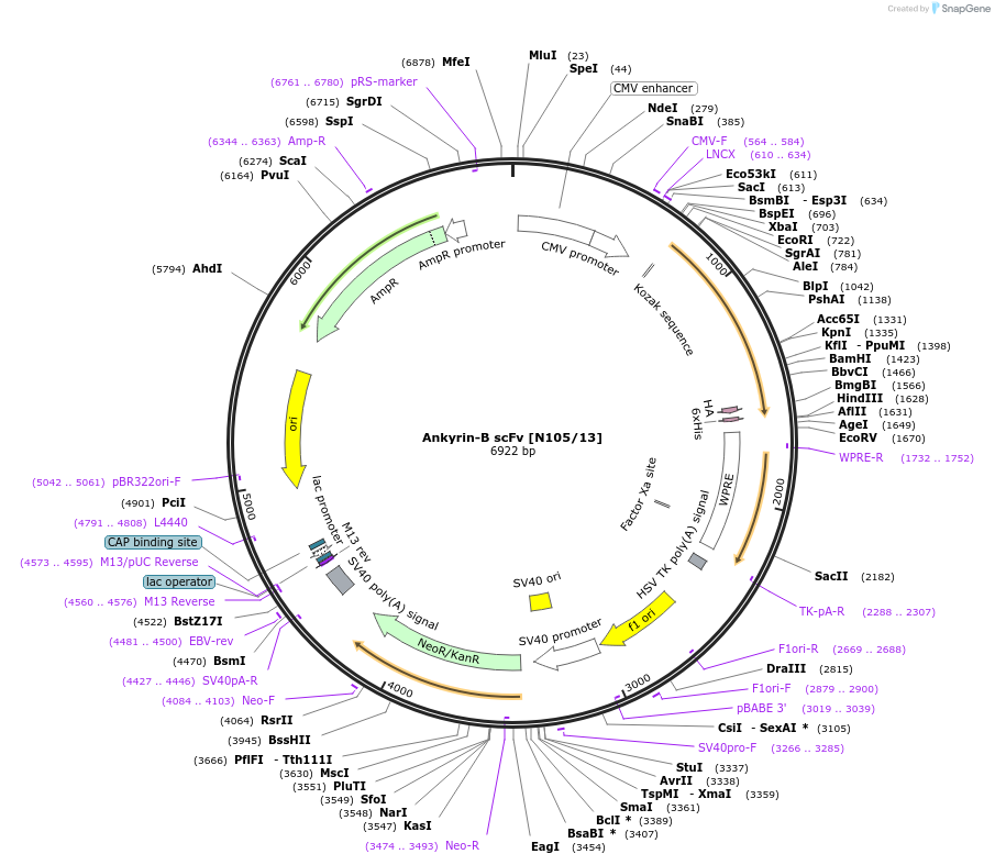 190523-plasmid-map-sequence-id-376412