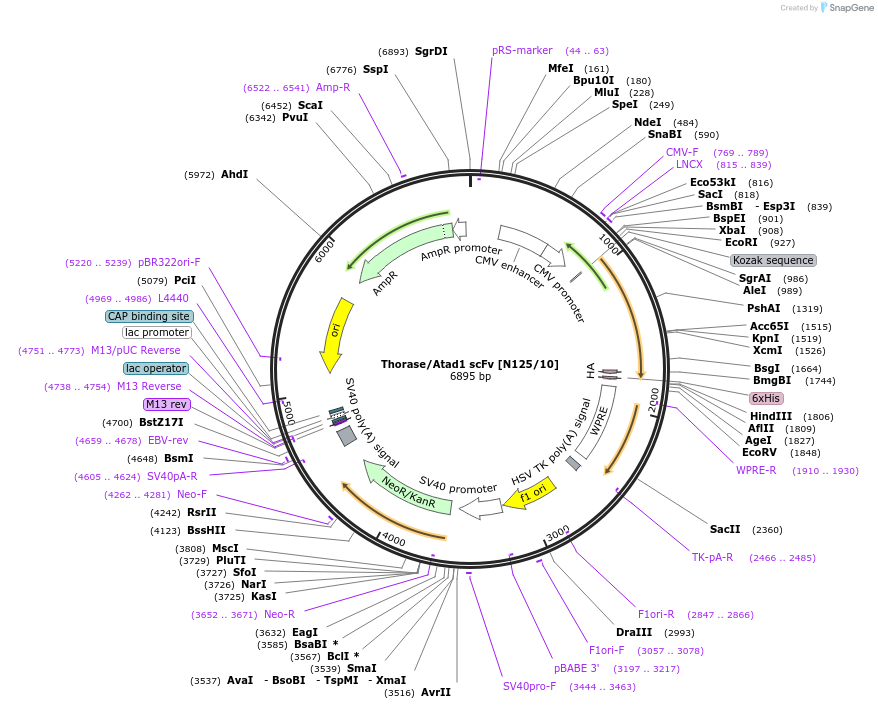 190527-plasmid-map-sequence-id-376413
