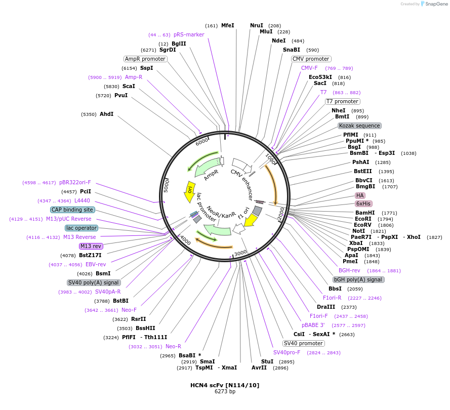 190526-plasmid-map-sequence-id-376415