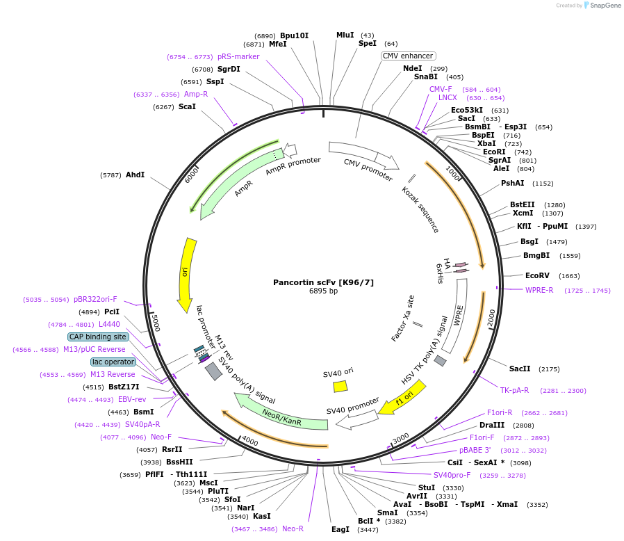 190497-plasmid-map-sequence-id-376417