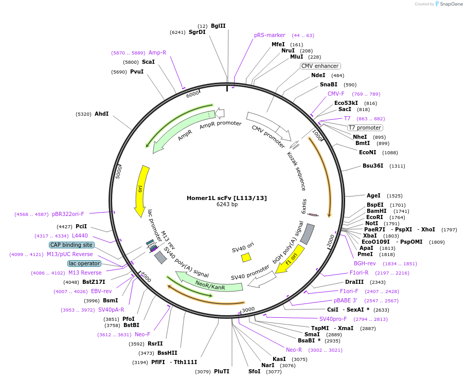 190498-plasmid-map-sequence-id-376425