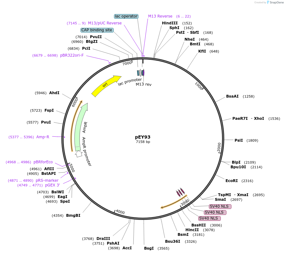 191086-plasmid-map-sequence-id-376427
