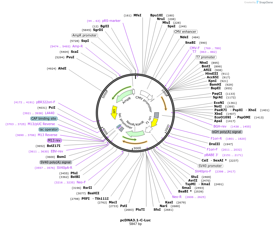 185358-plasmid-map-sequence-id-376433