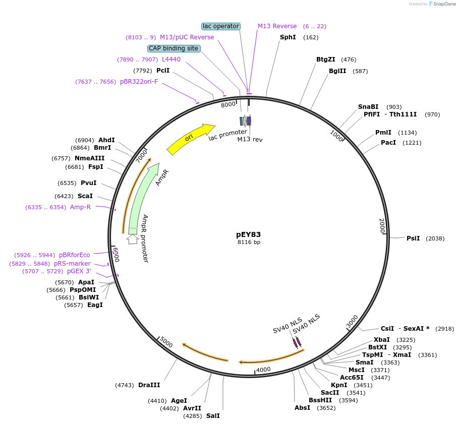 191078-plasmid-map-sequence-id-376445