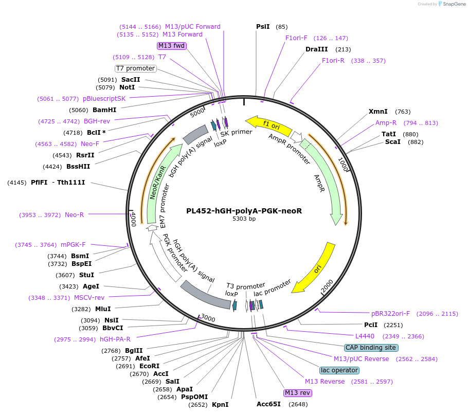 191681-plasmid-map-sequence-id-376446