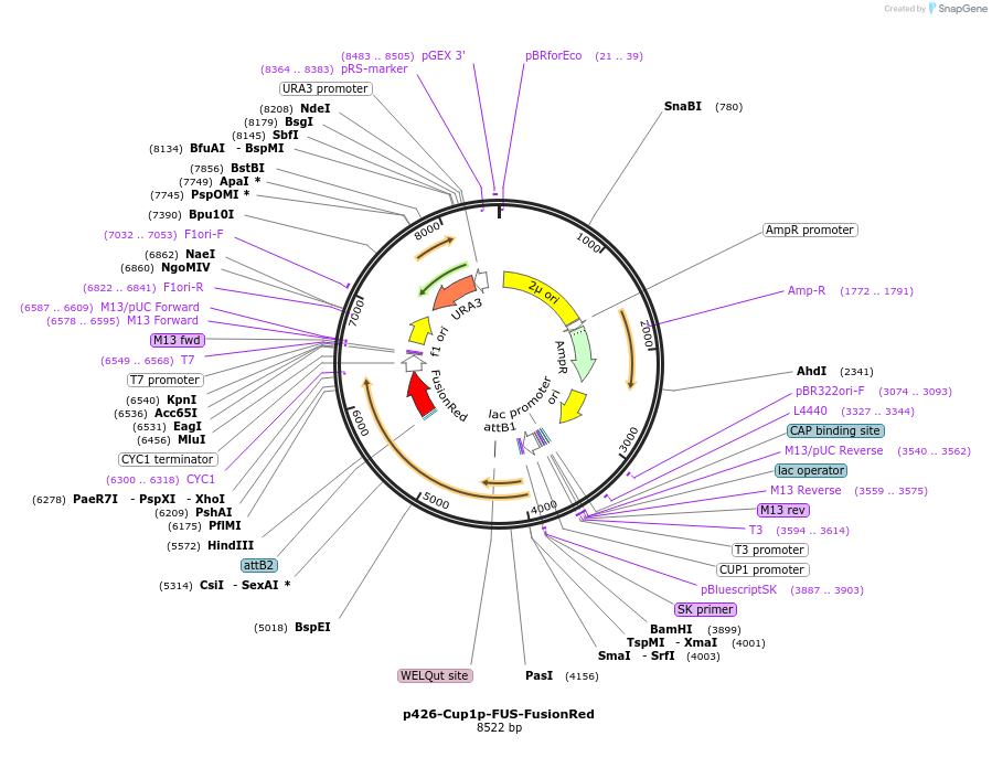 188393-plasmid-map-sequence-id-376461
