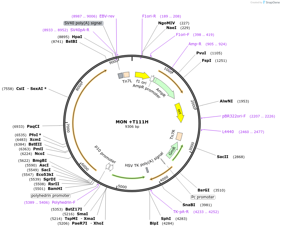 187432-plasmid-map-sequence-id-376462