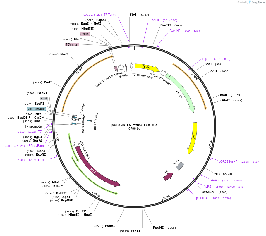 191114-plasmid-map-sequence-id-376469