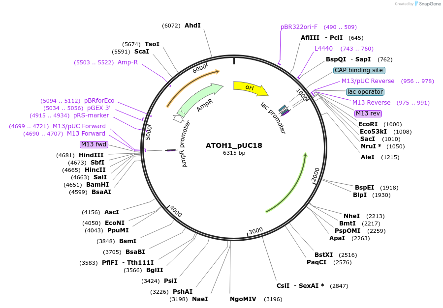 191250-plasmid-map-sequence-id-376486