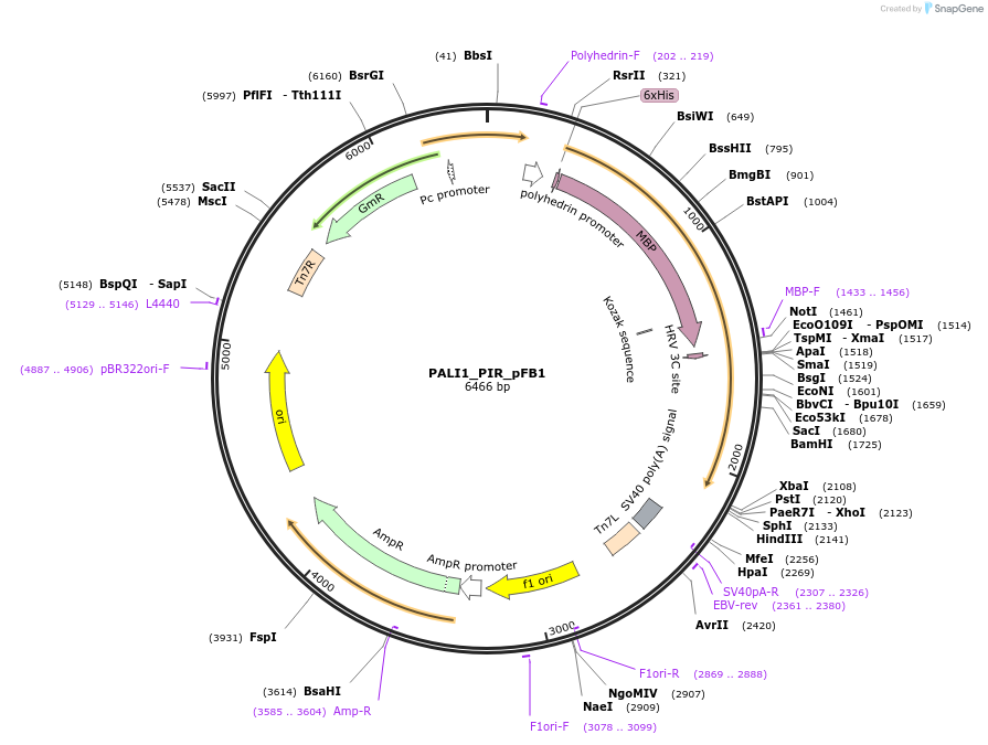 191249-plasmid-map-sequence-id-376490