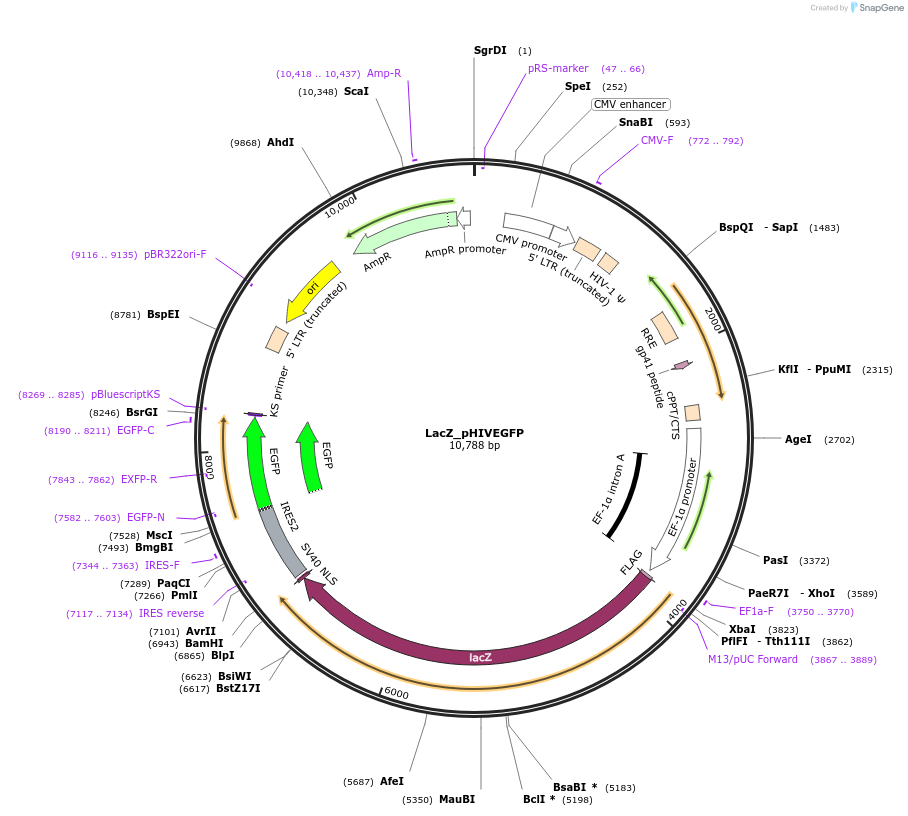 191251-plasmid-map-sequence-id-376492