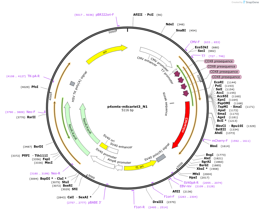 189774-plasmid-map-sequence-id-376493