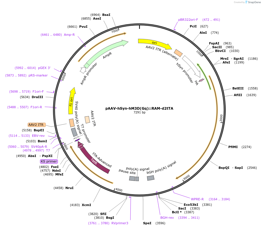 189627-plasmid-map-sequence-id-376508