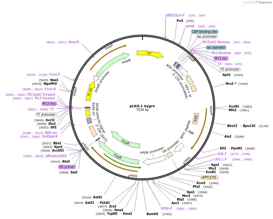 24150-plasmid-map-sequence-id-376525