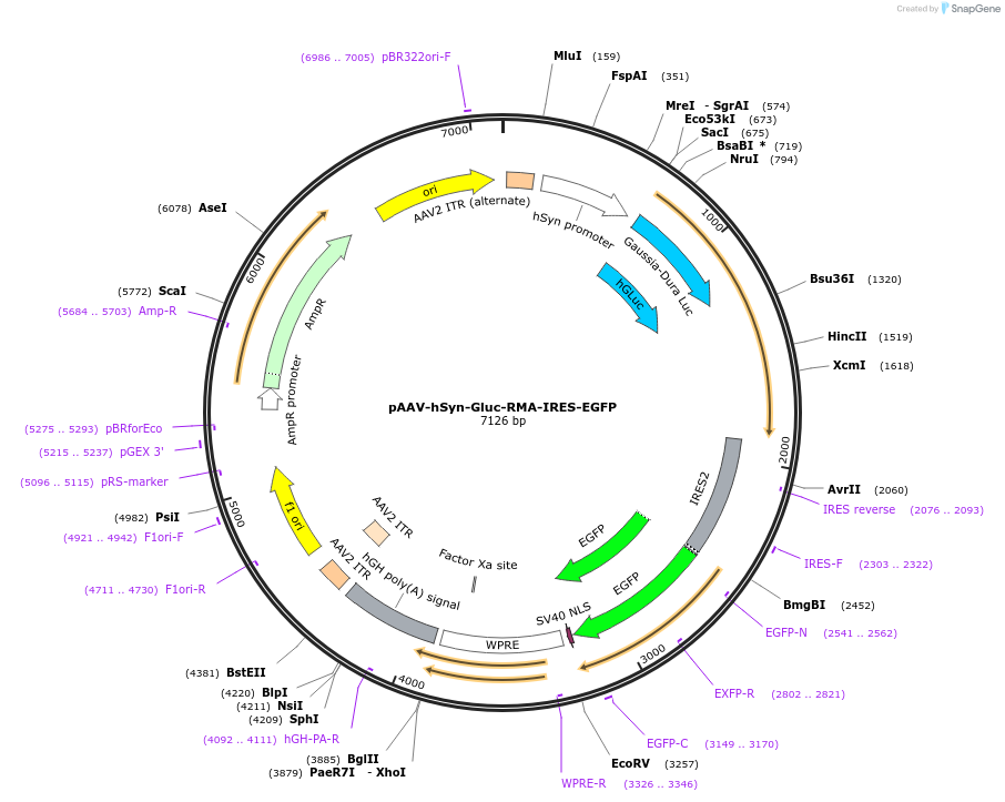 189629-plasmid-map-sequence-id-376526