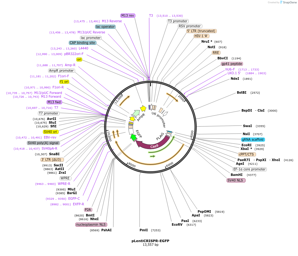 75159-plasmid-map-sequence-id-376527