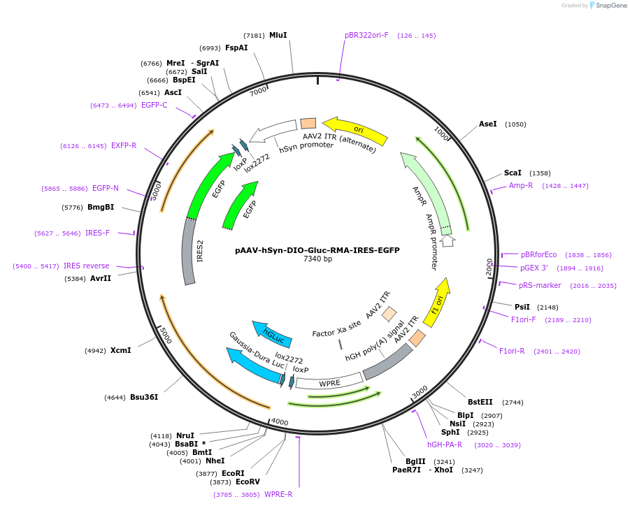 189630-plasmid-map-sequence-id-376528