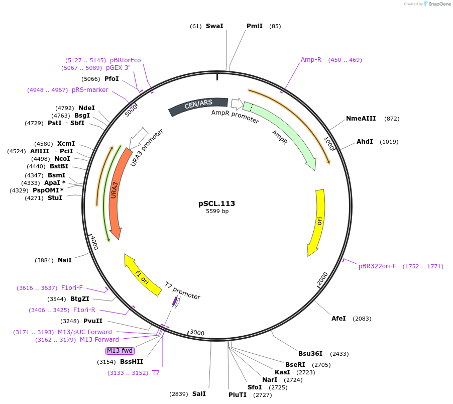 184982-plasmid-map-sequence-id-376532