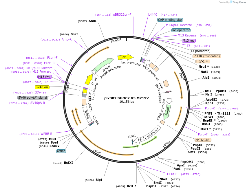 190581-plasmid-map-sequence-id-376536