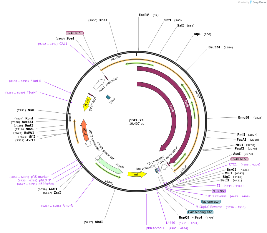184983-plasmid-map-sequence-id-376540
