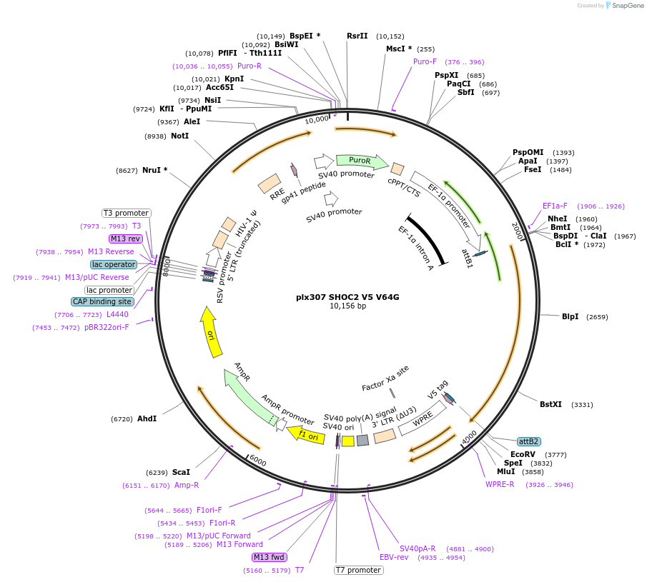 190578-plasmid-map-sequence-id-376541