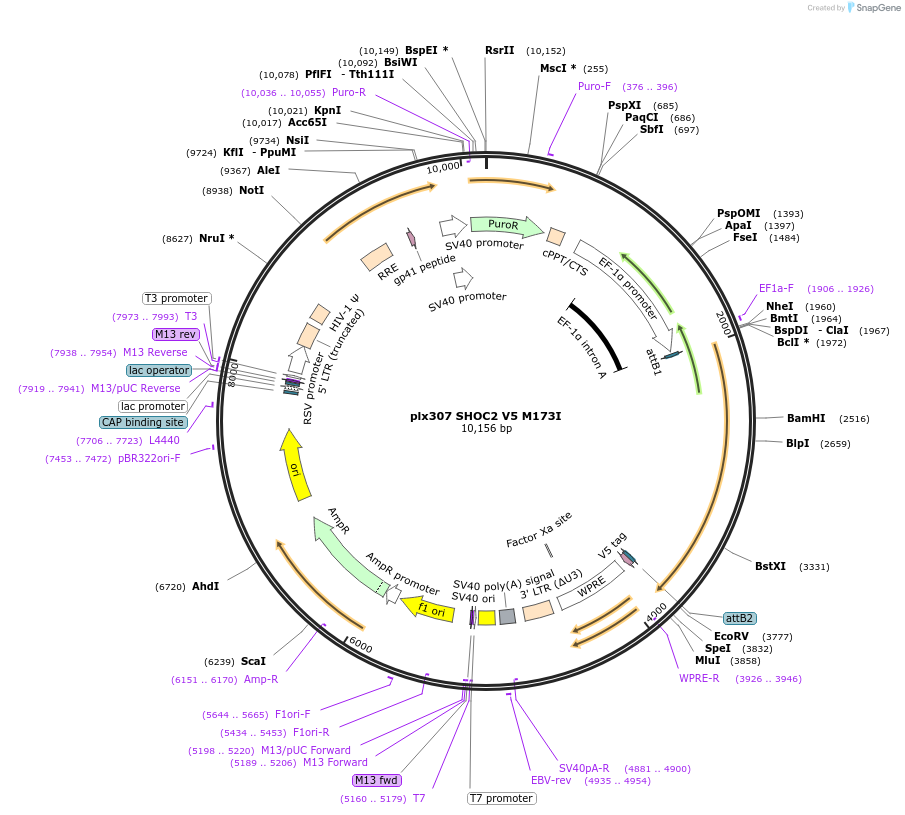 190574-plasmid-map-sequence-id-376547