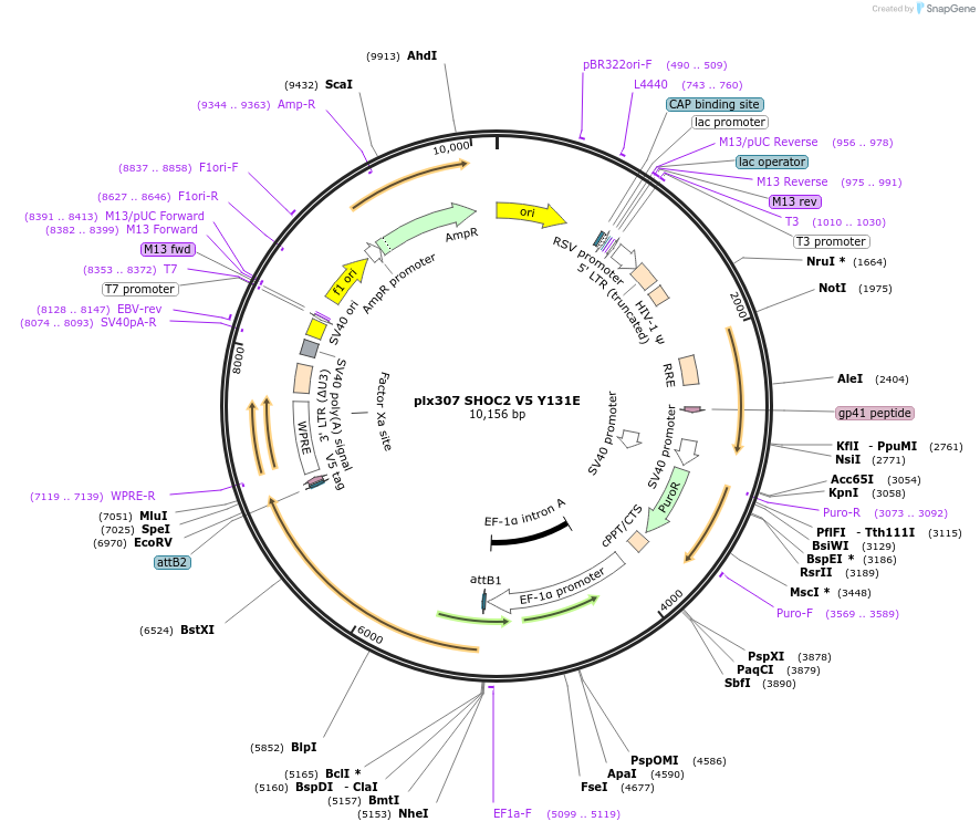 190573-plasmid-map-sequence-id-376548