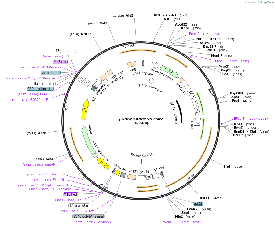 190571-plasmid-map-sequence-id-376551