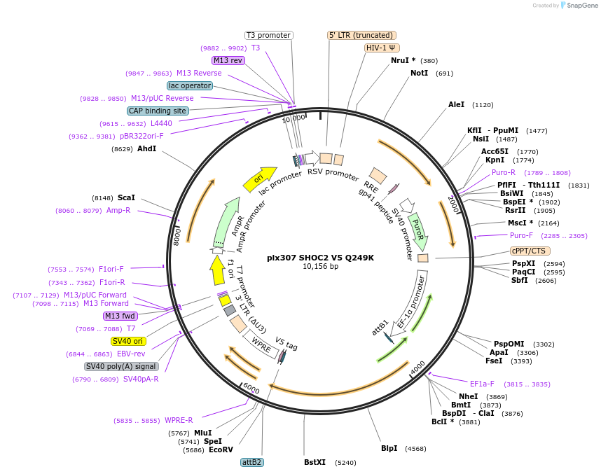 190570-plasmid-map-sequence-id-376552