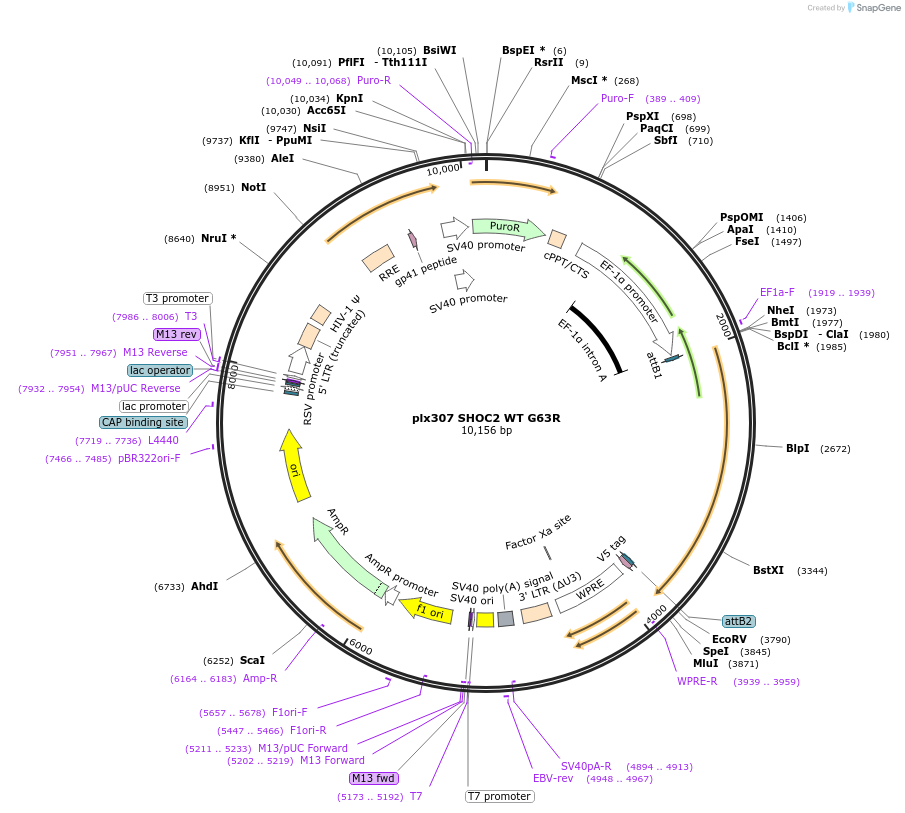 190569-plasmid-map-sequence-id-376553