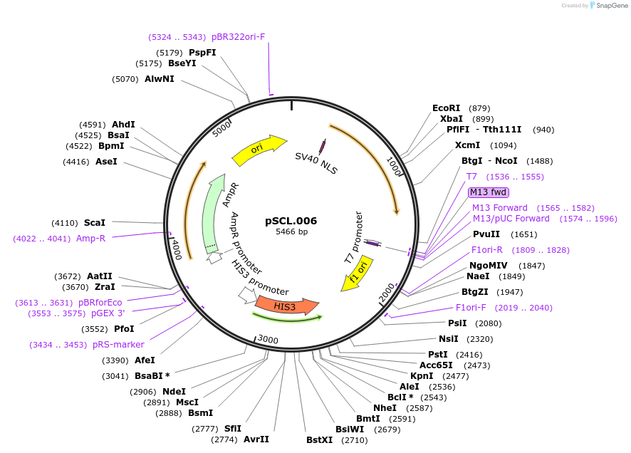 184970-plasmid-map-sequence-id-376556