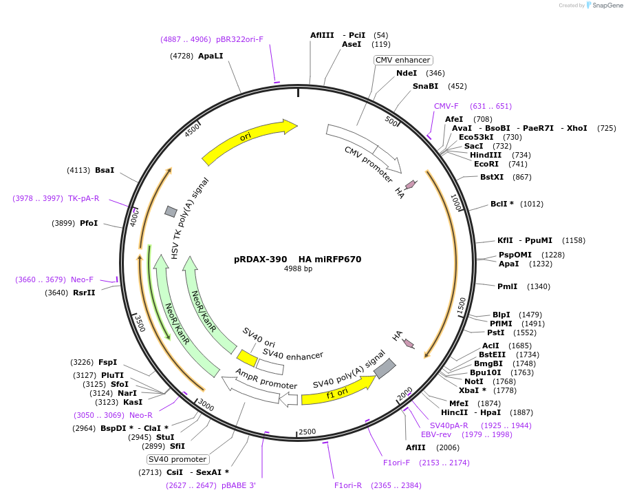 130138-plasmid-map-sequence-id-376558