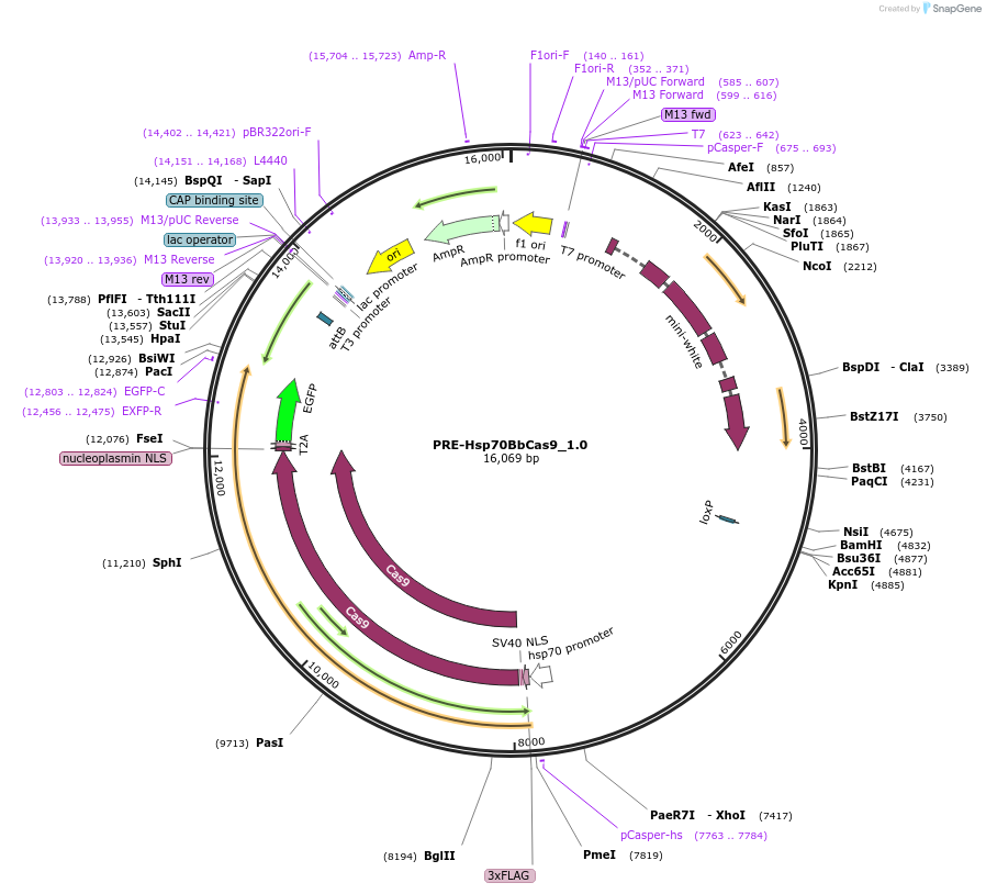 190795-plasmid-map-sequence-id-376570