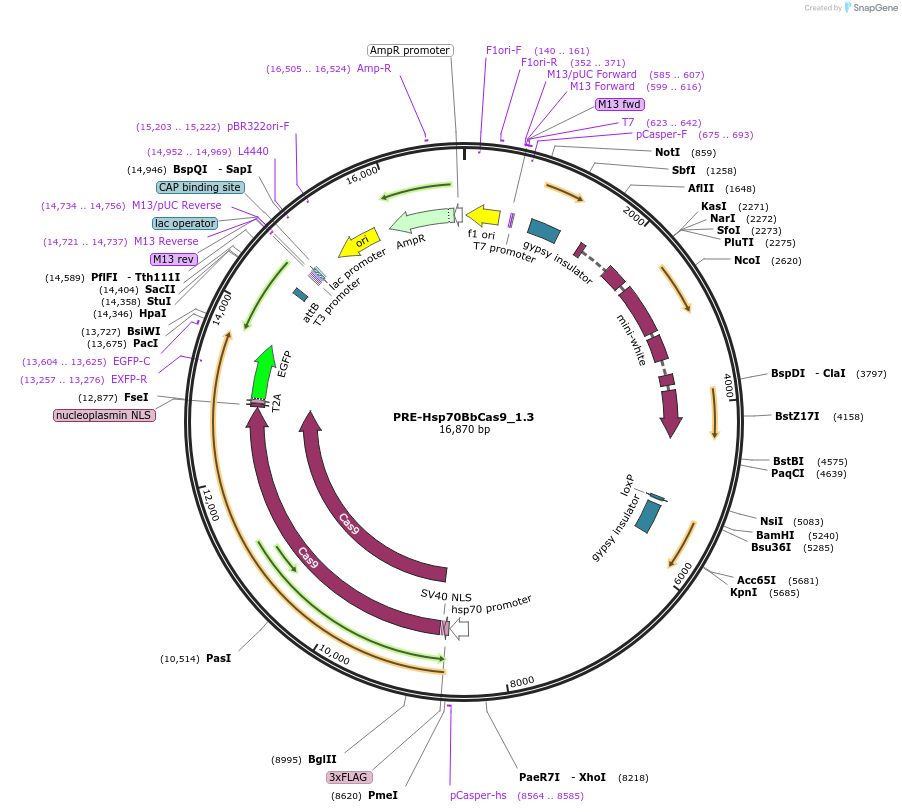 190797-plasmid-map-sequence-id-376572