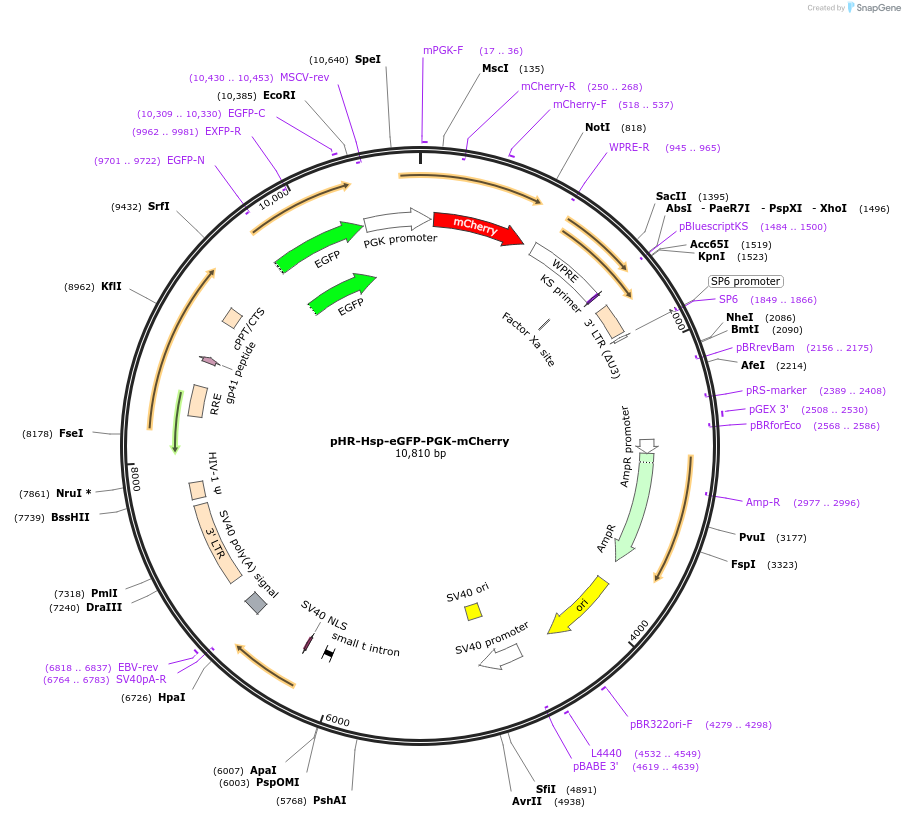 191862-plasmid-map-sequence-id-376584
