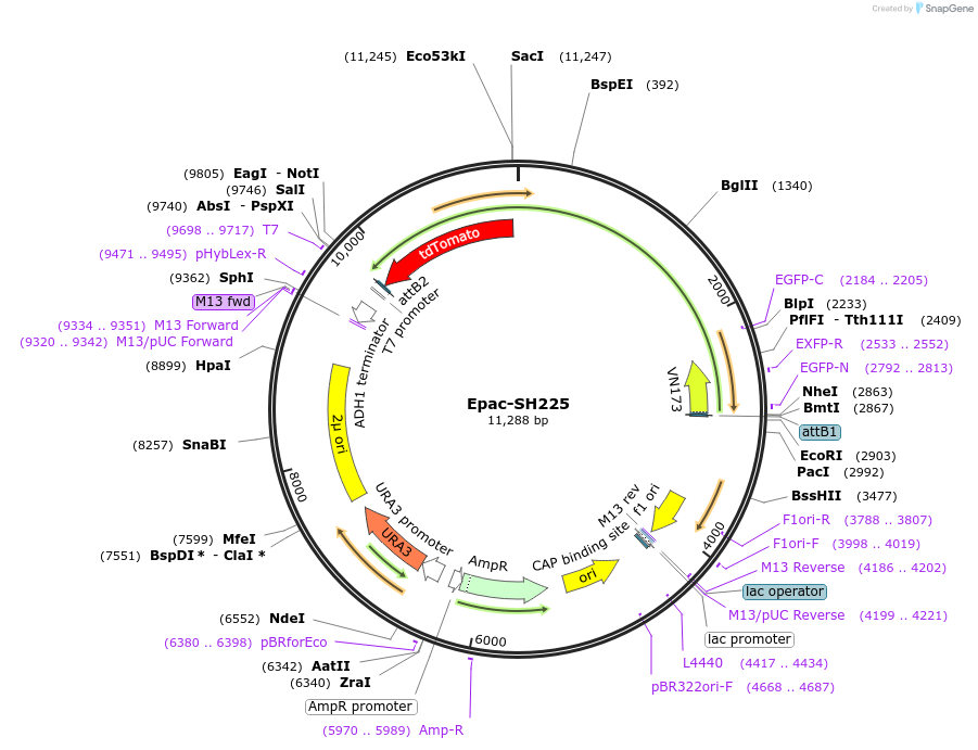 191449-plasmid-map-sequence-id-376587