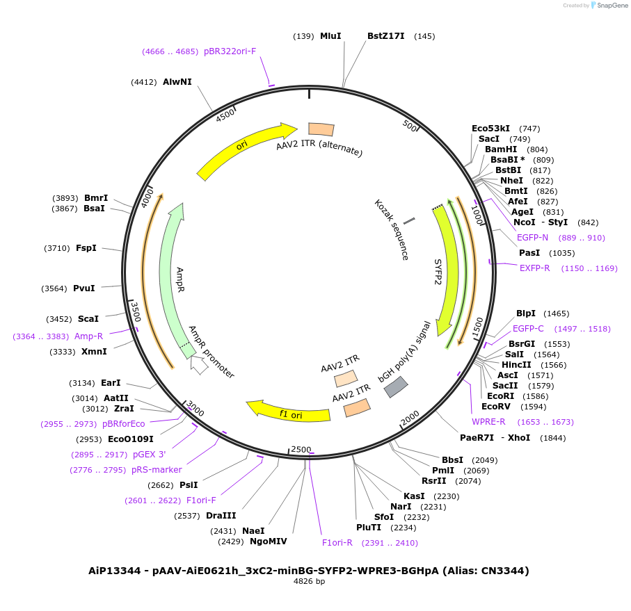 191723-plasmid-map-sequence-id-376588