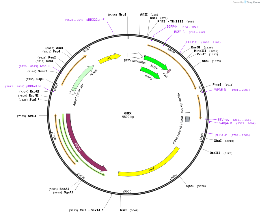 64123-plasmid-map-sequence-id-376589