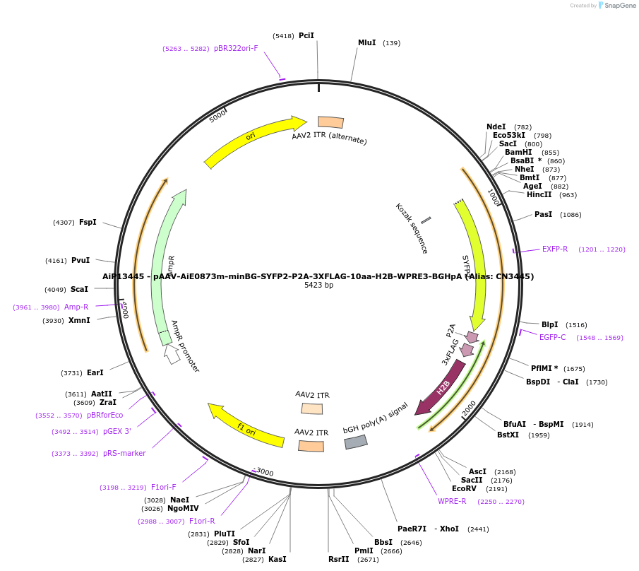 191725-plasmid-map-sequence-id-376590