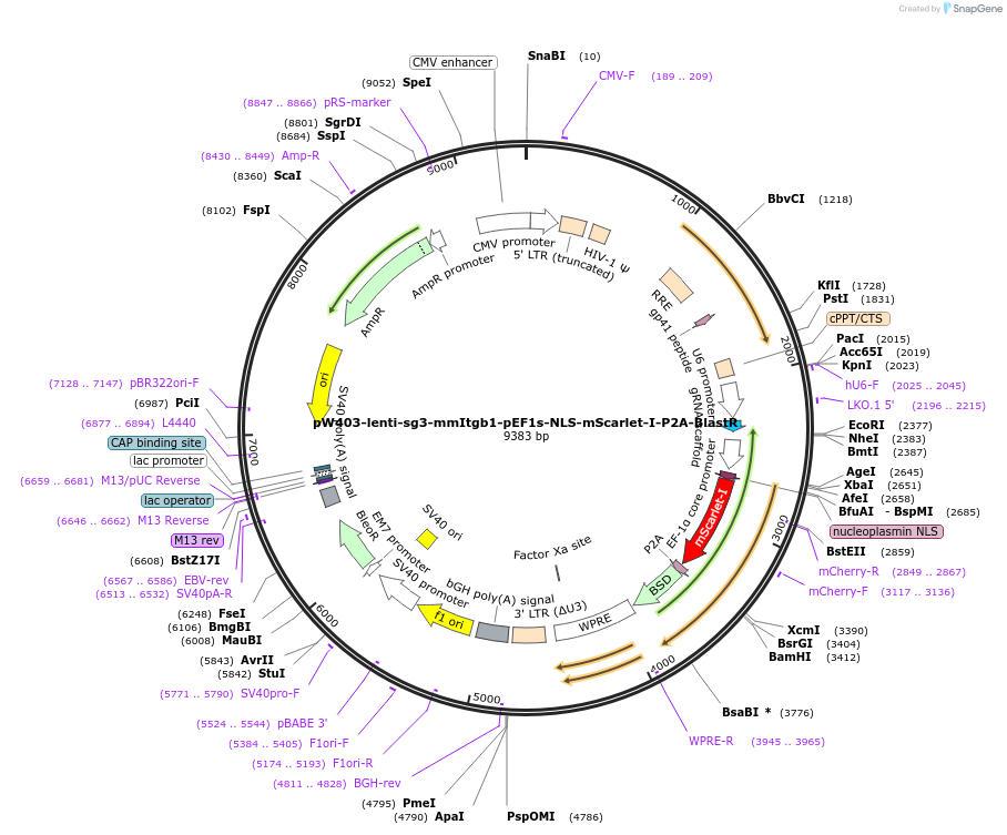 189952-plasmid-map-sequence-id-376591