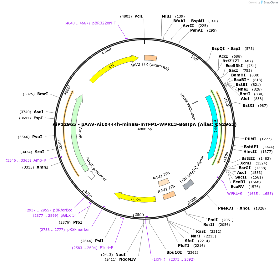 191729-plasmid-map-sequence-id-376593
