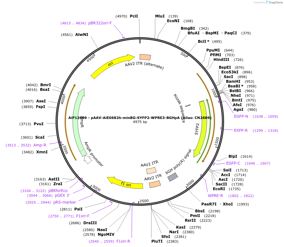 191727-plasmid-map-sequence-id-376596
