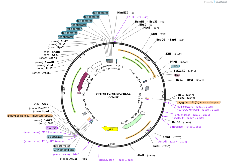 192918-plasmid-map-sequence-id-376599