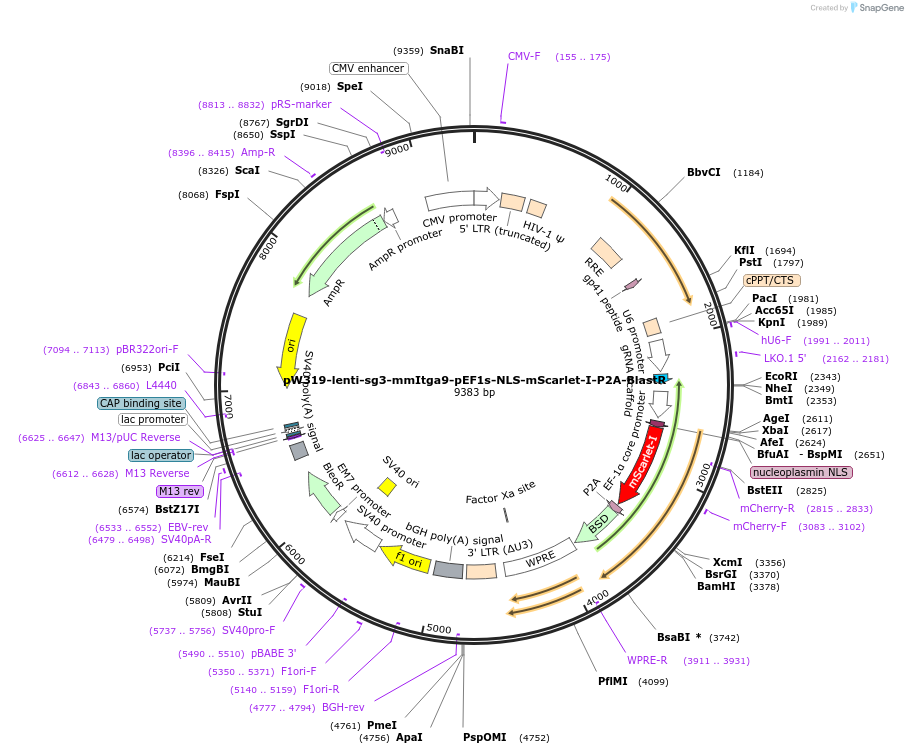 189949-plasmid-map-sequence-id-376603