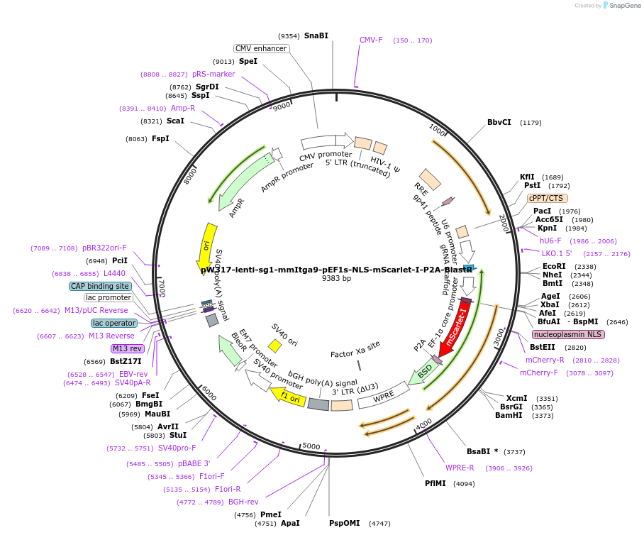 189947-plasmid-map-sequence-id-376605