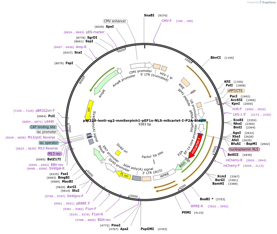 189945-plasmid-map-sequence-id-376607