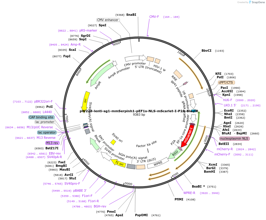 189944-plasmid-map-sequence-id-376608