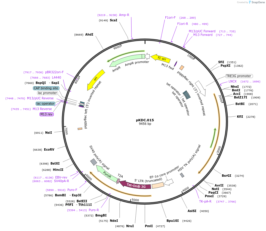 184992-plasmid-map-sequence-id-376611